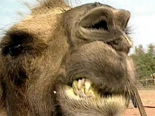 Рассеянный верблюд укусил посетительницу зоопарка за голову