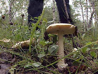 В Барнауле от отравления грибами умер мужчина