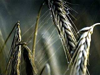 Европейские страны из экспортеров зерна превратятся в импортеров