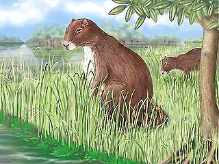 Ученые восстановили облик доисторической крысы размером с корову