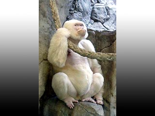 В зоопарке Барселоны умирает от рака кожи уникальная горилла-альбинос