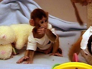 Ученые объявили о создании первой обезьяны с модифицированными генами