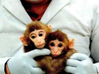 В Миннесоте (США) проводится уникальный эксперимент. Его уже называют Monkpig, буквально - обезьяна-свинья. Это бабуин, который вот уже пять месяцев без каких-либо осложнений, живет с сердцем свиньи