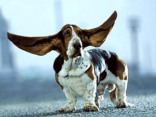 Мистер Джефрис - собака с самыми длинными ушами в мире