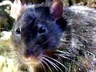Во Франции впервые клонировали крысу