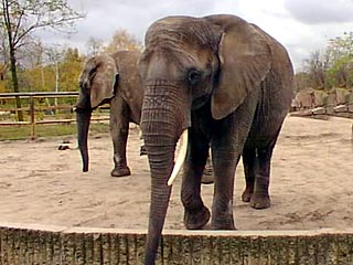 Британские стоматологи удалили сломанный бивень африканской слонихе Флоре из московского зоопарка