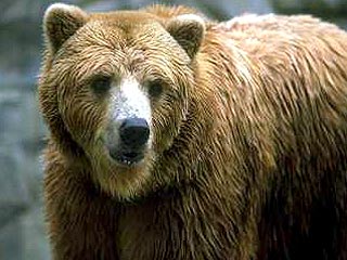 В районе Сочи разъяренный медведь напал на грибника