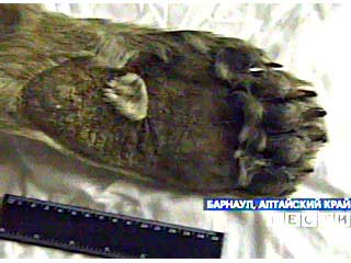 Часть ноги от пальцев до коленного сустава экспедиция альпинистов нашла в ледниках Алтайских гор на высоте 3 тысячи метров