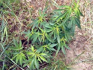 Дикорастущие плантации конопли как упаковывают с марихуаной