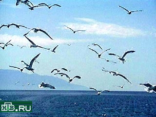На Байкале могут погибнуть зимующие там водоплавающие птицы