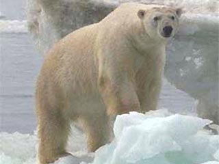 На острове Врангеля белый медведь напал на женщину. По словам специалистов, нападение белого медведя на человека - беспрецедентный случай за все время существования заповедника, созданного в 1976 году