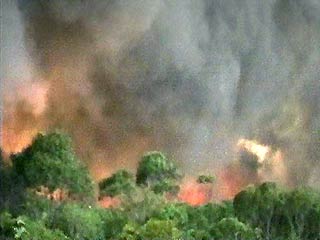 Охотники за цветным металлом выжгли напалмом заповедник в Приморье