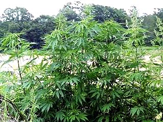 Самым выгодным вложением денег в Северной Америке теперь является выращивание марихуаны