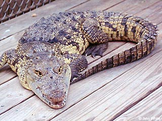 Почтовые работники в США обнаружили в одной из посылок крокодила