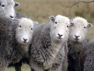 Австралийские "зеленые" накормили свининой 70 тысяч овец