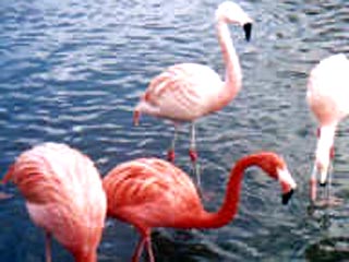 Заблудившегося розового фламинго нашли в Сибири
