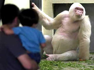 В Барселонском зоопарке в понедельник умерла уникальная горилла "Копито де Ньеве" - всеобщая любимица испанцев, передает Национальное радио Испании