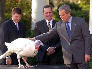 Буш помиловал 2 индеек в связи с приближающимся Днем благодарения