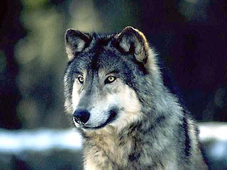 Волки искусали 11 жителей Ингушетии. От укусов погиб 6-летний ребенок
