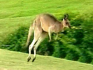 В Автралии вводят новые паспорта с лазерным изображением прыгающего кенгуру - национального символа Зеленого континента