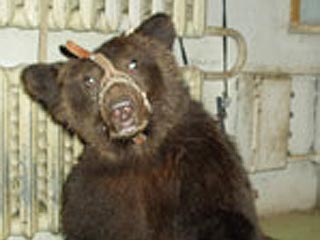 Медведя-убийцу из театра Дурова отправят в зоопарк