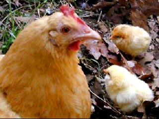 В Южной Корее в результате заражения вирусом птичьего гриппа погибли 20 тысяч куриц