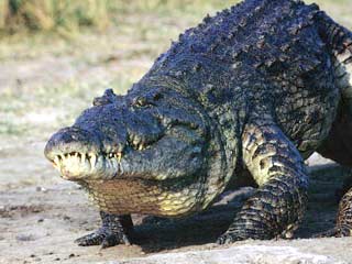 В Австралии огромный морской крокодил съел молодого человека и почти сутки продержал на дереве двух его товарищей