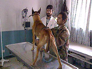 Ветеринарные клиники России прекратили оперировать животных