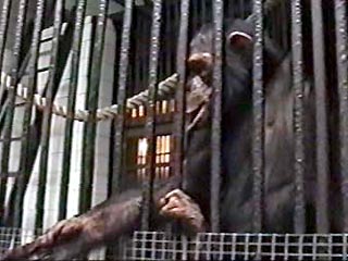 Шимпанзе Юля из Калининградского зоопарка