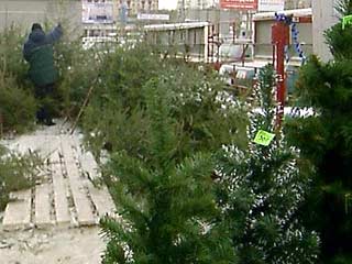 Во Владивостоке под видом новогодних елок продавали пихты, занесенные в Красную книгу