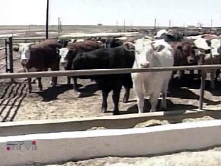Власти Канады призывают не спешить с выводами о том, что американская корова, у которой было обнаружено коровье бешенство, была завезена в США из канадской провинции Альберта