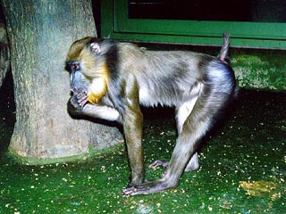 В новогодний ужин обезьян из Московского зоопарка побалуют ананасами и манго