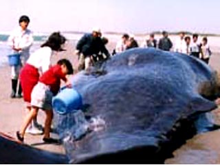 Отдыхающие на индонезийском острове Бали спасли от гибели 5-метрового кита