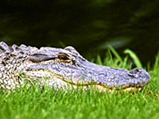 Австралийские рейнджеры застрелили крокодила-убийцу, который неделю назад съел байкера