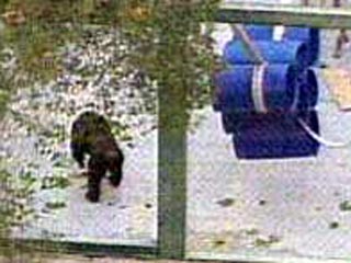 Из-за сбежавшего шимпанзе-рецидивиста из зоопарка Лос-Анджелеса было эвакуировано 9 000 посетителей