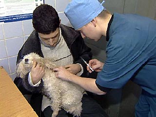Российские ветлечебницы в ближайшее время смогут легально применять при операциях психотропные средства для наркоза животных