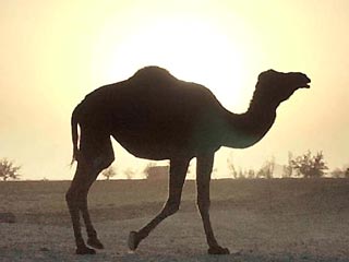 В Саудовской Аравии верблюды будут светиться, как солнце