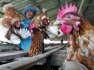 Скончался работник тайской птицефермы, у которого подозревали "птичий грипп"