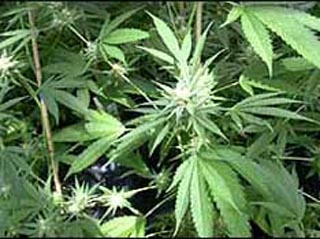До полиции дошли "слухи" о плантациях марихуаны в приходском доме и о том, что там же ведется торговля наркотиком