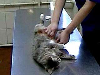 Уфимский суд вынес приговор ветеринарам-садистам за расправу над котом
