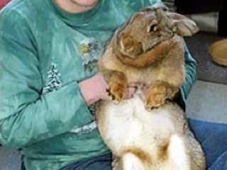 Это - кролик с весом более 10 кг. Если бы он не помог 42-летнему Саймону Стеггалу, то хозяин кролика, вероятно, был бы сейчас мертв