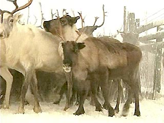 На Камчатке в снежный плен попало стадо оленей: животные гибнут от голода