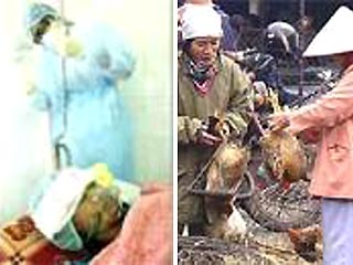 Медицинские власти вьетнамского города Хошимина сообщили в среду о смерти еще одного пациента, ставшего жертвой "птичьего гриппа". По данным министерства здравоохранения страны, скончалась 17-летняя девушка