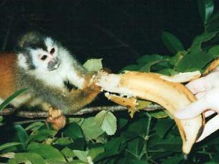 В Колумбии обезьяна-карманница работала за бананы