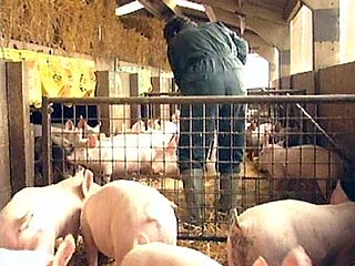 Вирус "птичьего гриппа" во Вьетнаме впервые обнаружен у свиней