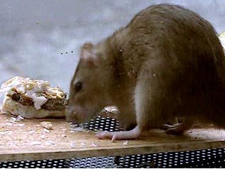 В Риге домашние крысы едва не съели пенсионерку