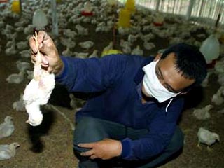 80 миллионов кур забиты из-за эпидемии птичьего гриппа