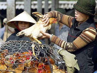 Новый случай заболевания птичьим гриппом зафиксирован во Вьетнаме