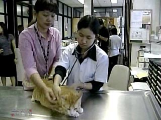 Выявление случаев заболевания кошек "птичьим гриппом" не означает гарантированного увеличения существующего риска здоровью человека. Об этом говорится в сообщении Всемирной организации здравоохранения