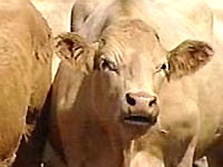 В Японии зарегистрирован очередной случай "коровьего бешенства"